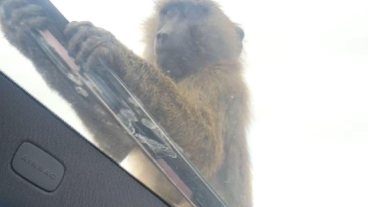 Curious Monkeys Climb Over Vehicle Hood And Roof In Knowsley Safari Park
