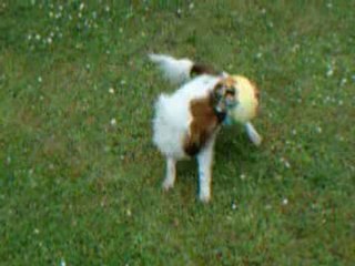 Caramel joue avec son ballon