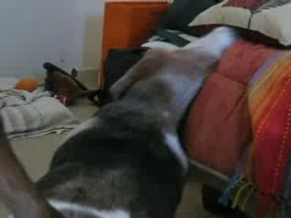 Duke et Puce