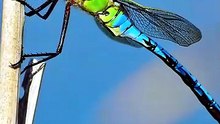 Incredible Bird of Prey Action Falcon Dives to Catch Dragonfly Mid Air