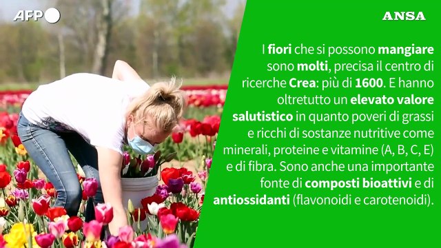 Ansa VERIFIED - E' vero che i fiori si possono mangiare?