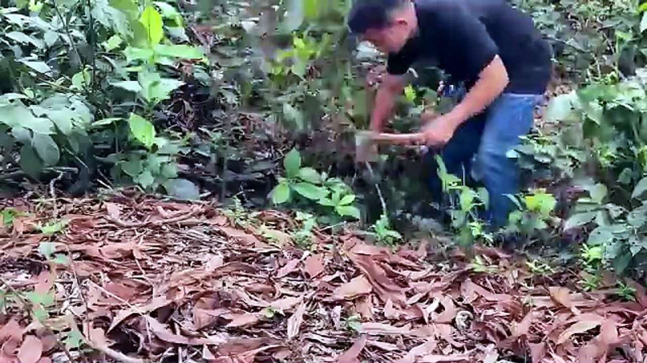 Alone in the Wild Forest — Building a Hidden Survival Shelter by Hand | Primitive Life France