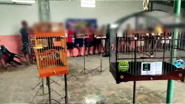 Torneio Ilegal de Canto de Pássaros em Jaboatão dos Guararapes: 16 Detidos e Aves Resgatadas pela Polícia