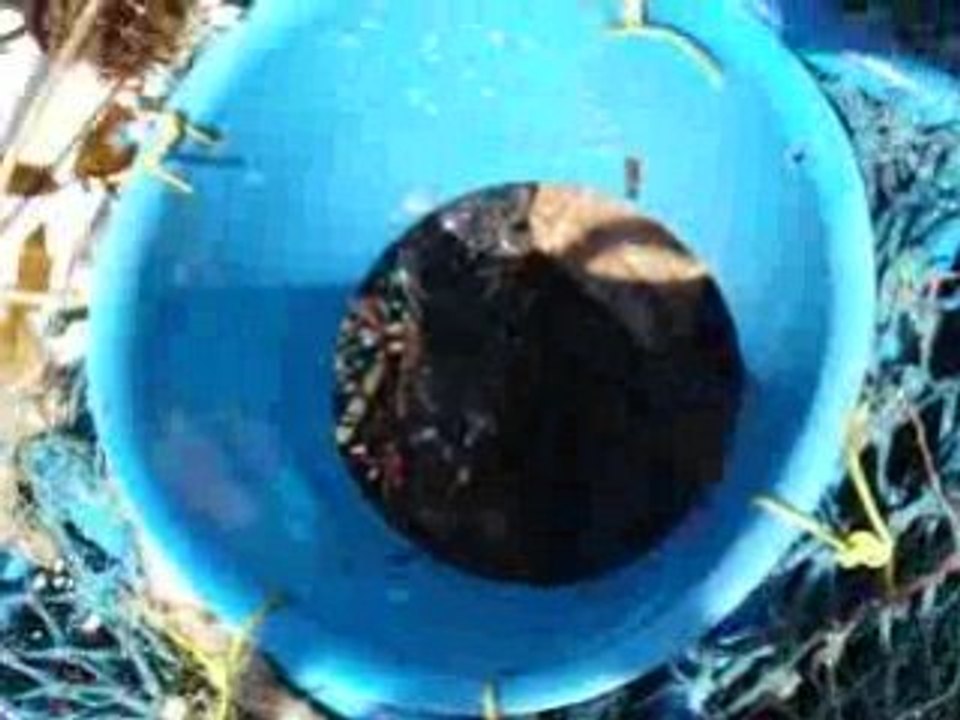 Gros homard péché en bretagne