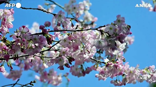 Lo spettacolo dei ciliegi in fiore a Tokyo incanta residenti e turisti