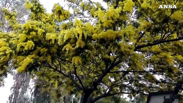 Perche' la giornata della donna si celebra l'8 marzo?