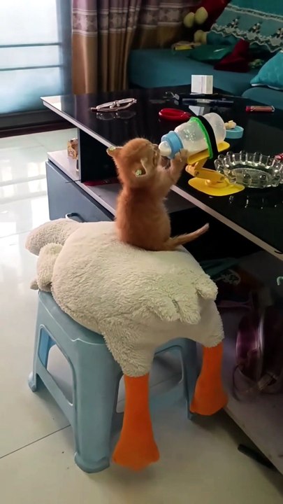 Feathered vs. Furry: The Ultimate Standby