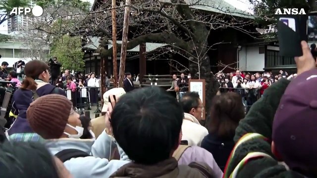 Tokyo invasa dai turisti con l'inizio ufficiale della stagione della fioritura dei ciliegi