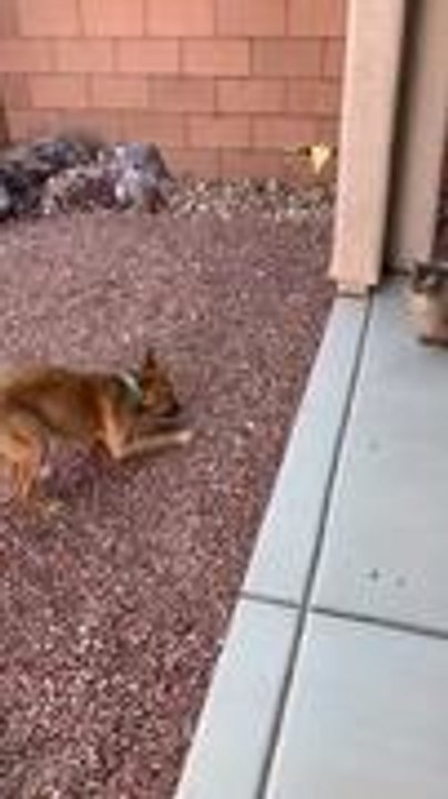 Adopted Dog Meets Family Cat for First Time
