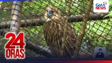 ‘Girlie’ na sinagip noong 1982 at inilipat sa NAPWC QC noong 2009, itinuturing nang Oldest Ph’l Eagle in Captivity | 24 Oras
