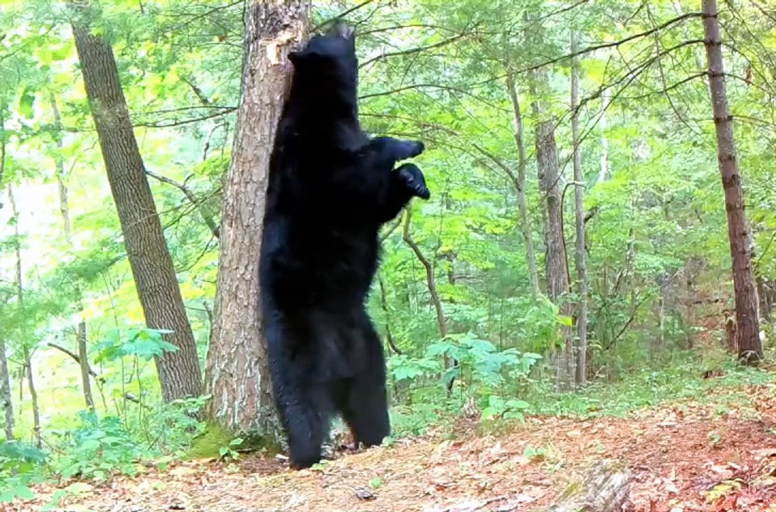 Un ours noir s’emmêle en se grattant le dos dans la forêt