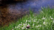 Guérison Profonde : Rivière de Printemps et Fréquences Sacrées pour Apaiser l'Esprit 🌸