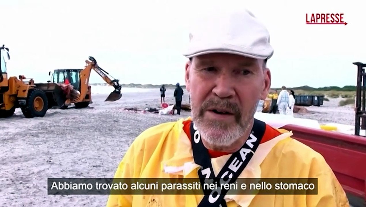 Danimarca, l'autopsia della balena Timmy sulla spiaggia dell'isola di Anholt: le operazioni fino al tramonto