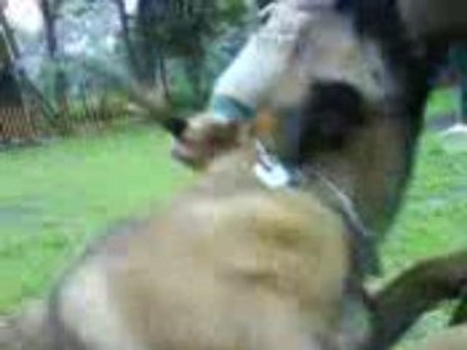 Attaque de face (daisy)