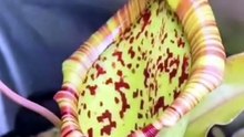 It’s Not a Vase — It’s a Killer