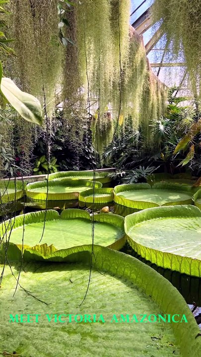 Floating Throne of the Amazon? 🌿👑