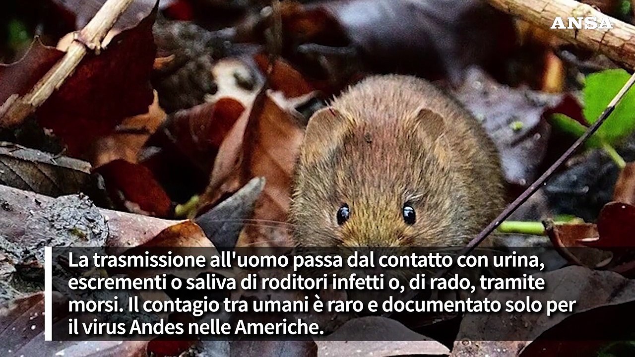 Cos'e' l'hantavirus, come si trasmette e cosa provoca