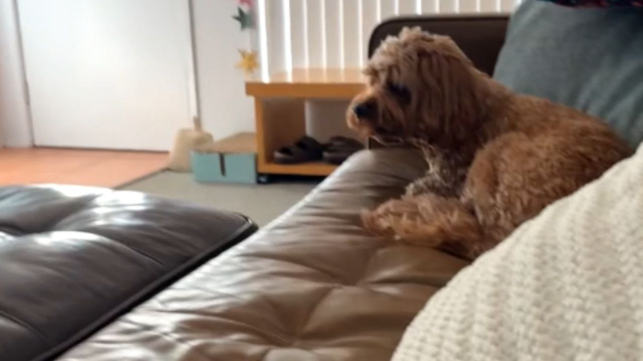 Dog Launches After Tense Faceoff With a Cat