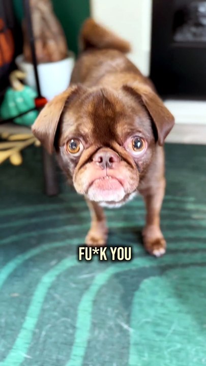 Pug kingdom bulletin