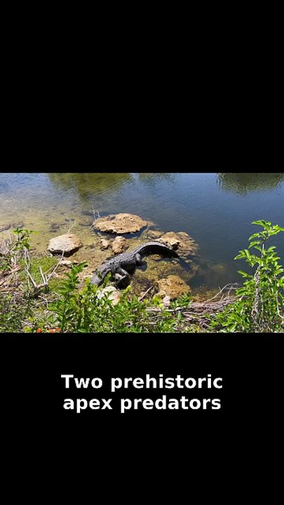 The ONE Place Crocs & Gators Share a Home 🐊🌿