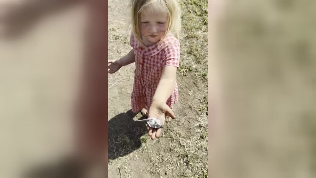 Viral Real Life Cinderella Moment as Little Girl Charms Field Mouse