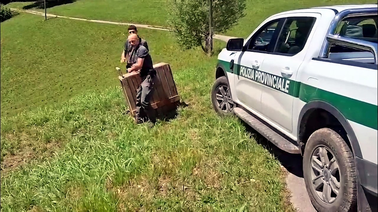 Treviso, capriolo si perde e finisce nel giardino di una casa: il momento in cui torna libero