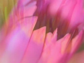 Les 4 saisons : Opus 3, l'été