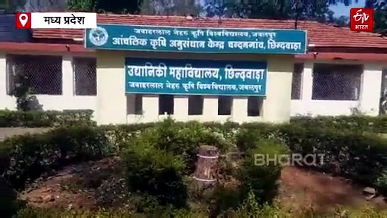 बुवाई के पहले बीज की सही पहचान जरूरी, छोटी सी ट्रिक बंपर पैदावार और मुनाफे की गारंटी