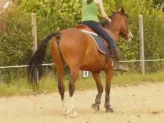 Mardi 17 juin dressage avec flipp