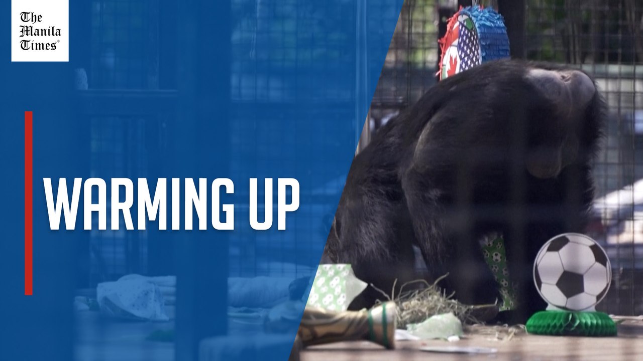 Chimpanzees warm up for World Cup at Oakland Zoo