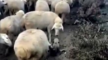 Puppy herder's first day