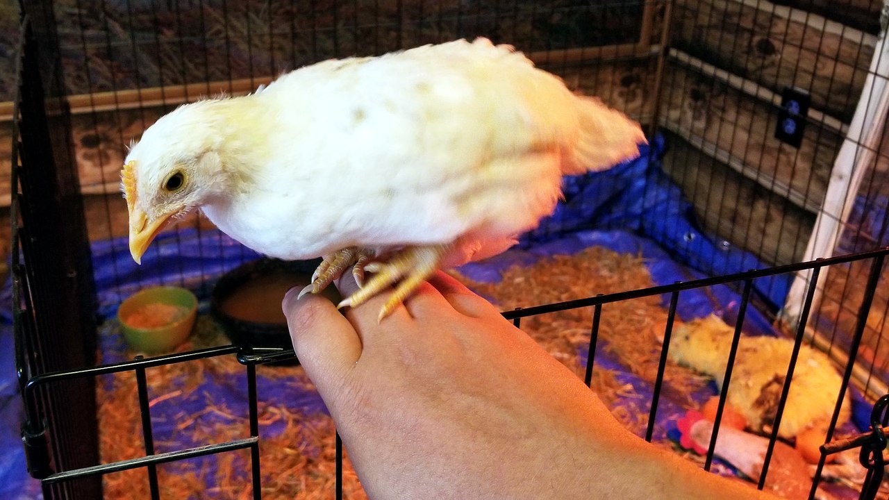 "You talking to me?" | #SparklegleamFarm #Chicken #homestead #farmanimals #cute