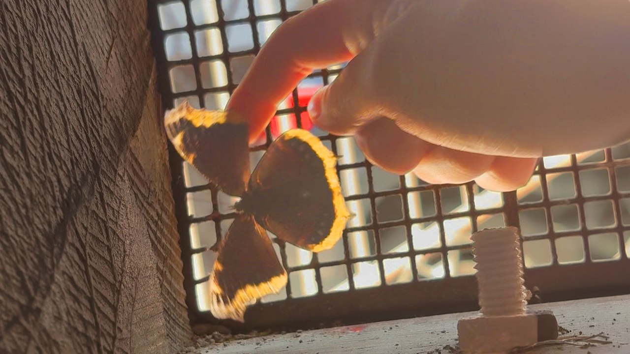 Woman Saves A Butterfly — And They Both Have A Moment