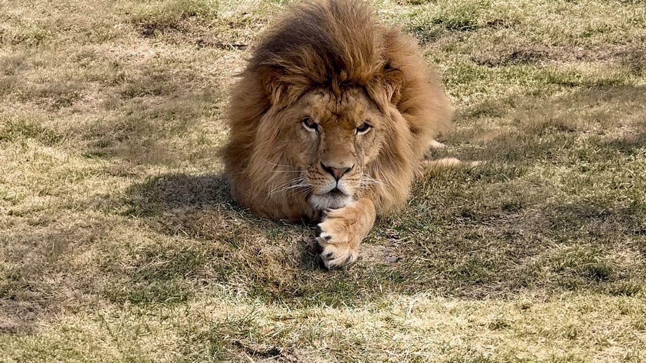 Lion Missing For Years Takes First Steps Of Freedom