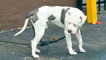 Homeless Pittie Plays With Kids For The First Time