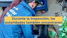 Un caso de presunta tenencia inadecuada en Quito dejó un perro fallecido
