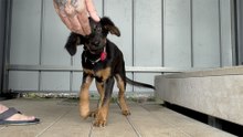 Puppy Has To Learn How To Walk All Over Again
