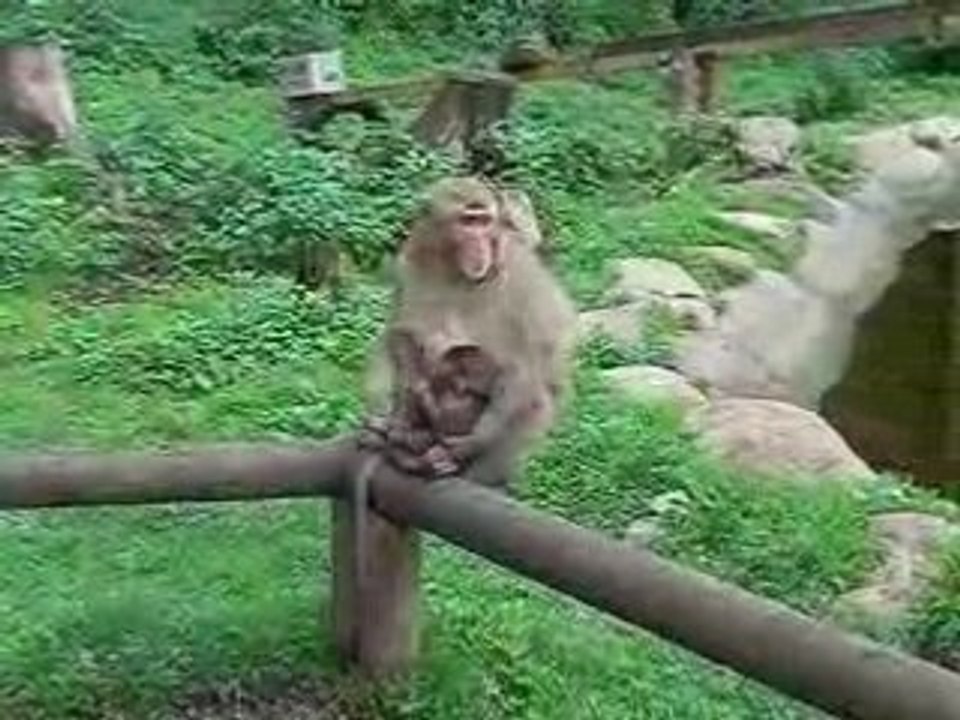 Cucciolo di macaco furbetto