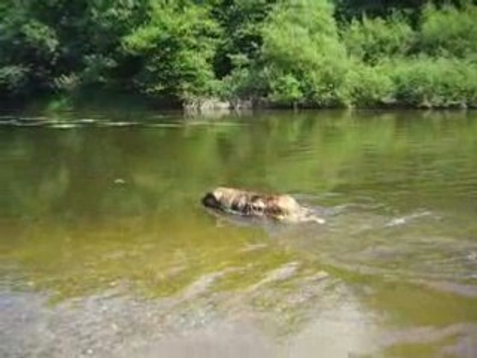 eclair dans l'eau