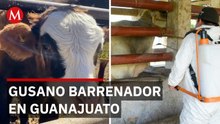 Confirman casos en humanos de gusano barrenador en Guanajuato: Recomendaciones para heridas