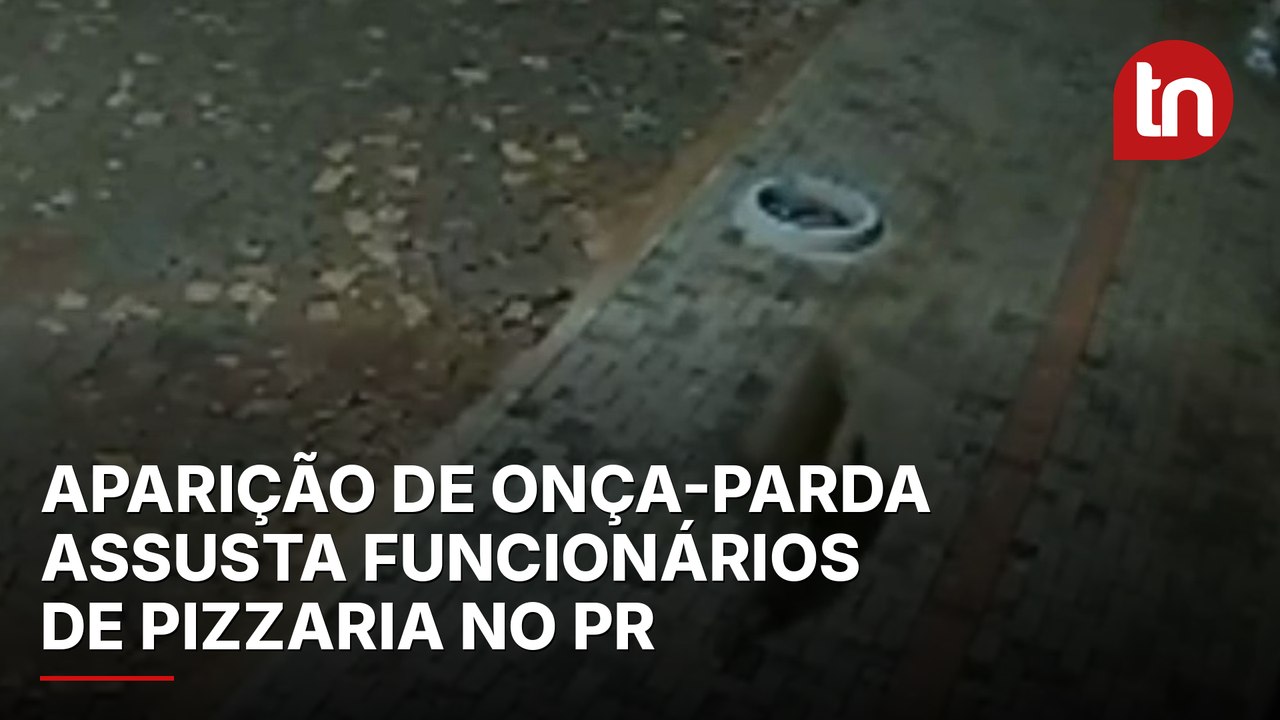 Aparição de onça-parda assusta funcionários de pizzaria no PR; veja vídeo