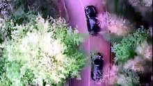 Return of the Drift King - FULL MOVIES ENGLISH SUB