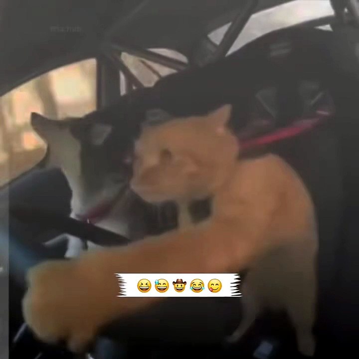 Fast and furious 😠