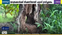യാത്രക്കാർക്ക് ഭീഷണിയായി ചുവട് ദ്രവിച്ച മരം; തർക്കം പരിഹരിച്ച് വൻമരം മുറിക്കണമെന്ന് ആവശ്യം ...