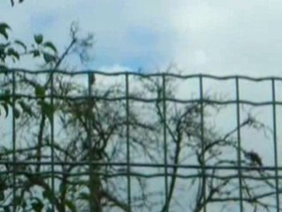 corneilles sauvages- becquée des jeunes