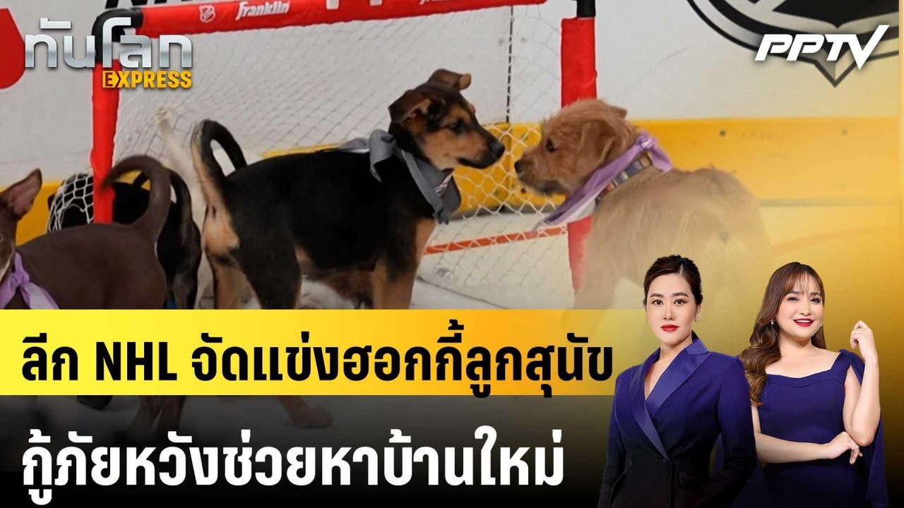 ลีก NHL จัดแข่งฮอกกี้ลูกสุนัขกู้ภัยหวังช่วยหาบ้านใหม่ | ทันโลก EXPRESS | 6 มิ.ย. 69