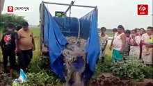 ১৪ কুইণ্টল নিষিদ্ধ থাইলেণ্ড মাগুৰ জীয়াই জীয়াই পুতিলে মীন বিভাগে