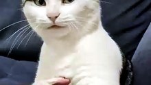 My cat actions 😂