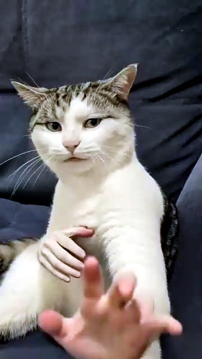 My cat actions 😂