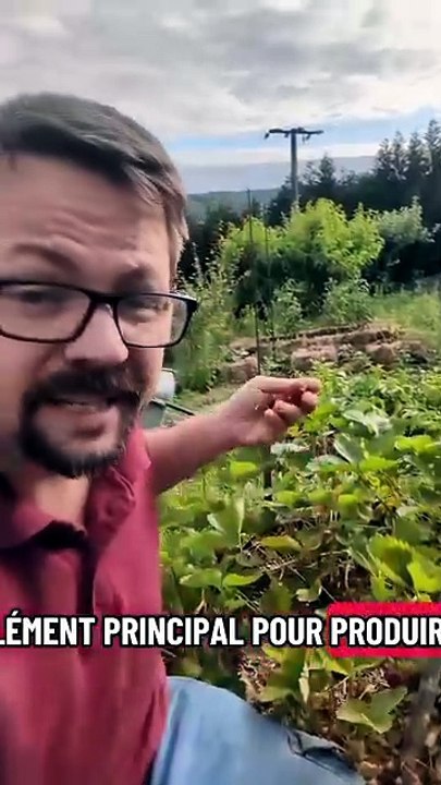 Tes fraisiers donnent de toutes petites fraises ou manquent de goût ? C'est très probablement un man